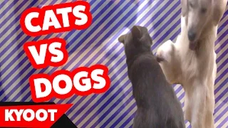 Funniest Cute Dog vs Cute Cat Home Videos of 2016 Weekly Compilation | Kyoot Animals