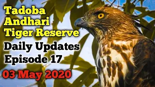 Tadoba Andhari Tiger Reserve || Daily Updates || 03 May 2020 || Episode 17 || Jungle Safari