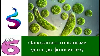 Одноклітинні організми здатні до фотосинтезу