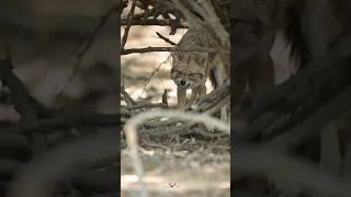 Indian golden jackal ♥️ #viralvideo #explore #jackal #wildlifephotography