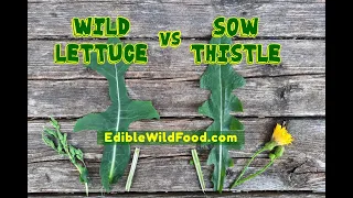 Wild Lettuce vs Sow Thistle | Comparison & Identification