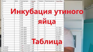 Инкубация утиного яйца ОТ И ДО, полная таблица, особенности и секреты процесса. Incubation duck egg.