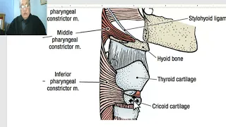 Anatomy of head and neck module in Arabic 90 (Pharynx, part 1) , by Dr. Wahdan