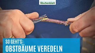 Gartentipps: Obstbäume veredeln | Gärtnerwissen