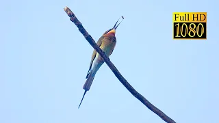 Bee-Eater with Bee | Full HD | 60 FPS