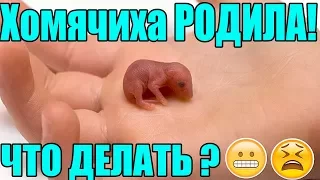 Хомячиха родила. Что делать???