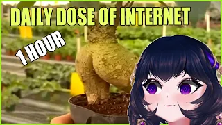 ErinyaBucky reacts to Daily Dose of Internet ! | Bucky reacts