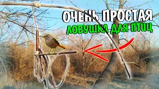 ОЧЕНЬ ПРОСТАЯ ЛОВУШКА ДЛЯ ПТИЦ | Как поймать птицу?