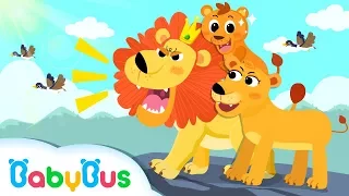 King of Forest: Big Lion | Baby Panda Goes to Forest | Kids Songs collection | BabyBus