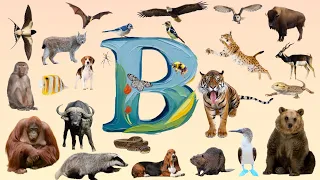 Discover the World of 'B' Animals abc  | 26 Animals that Start with B | Master Animals Vocabulary