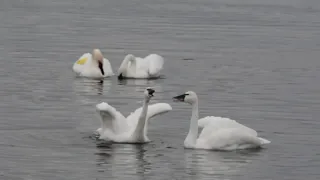 Tundra Swans Hoot ..and.. Trumpeter Swans Honk