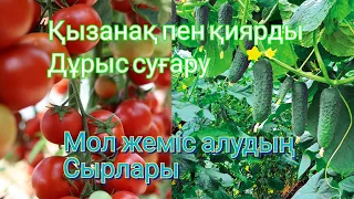 Қызанақ пен қияр Дұрыс суғару.Мол жеміс алудың сырлары