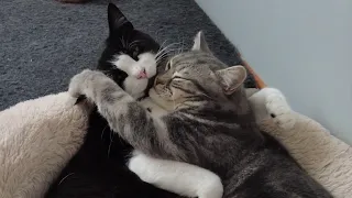 Cats cuddling quickly turns into fight