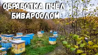 Обработка пчёл бивароолом от клеща Варроа