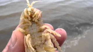 Трилобит (морской таракан)