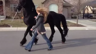 Going for a stroll with my Friesian Stallion, Apollo! :)