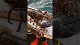 Big old Maine lobster!