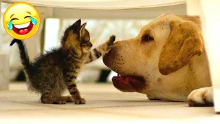 Funny animals. The most funny moments with cats and dogs. Animal Sounds. Part 137