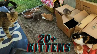 20+ Kittens and 4 Mother Cats Staying in a Tiny Clustered Place