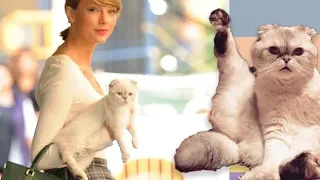 Taylor Swift's cats are being super cute and funny for 6 minutes and 28 second