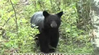 Live Bear Footage - Superior Guide and Outfitters - Northern Wisconsin