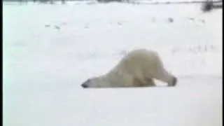 lazy polar bear.wmv