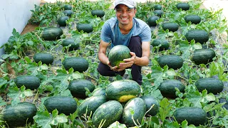 I Used to Think Watermelon Cultivation Was Tough, Until I Found the Perfect Solution!