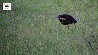 Bird - Black Bittern having a unusually long walk