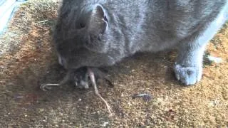 Cat Eats Entire Bird!