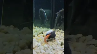Gulper Catfish Eating On Camera! 😱