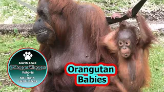 Orangutan Babies Crawling Adventure