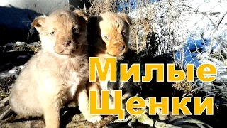 Милые Уличные Щенки и Их Заботливая Мама г. Липовец