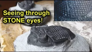 Trilobites: the creature that looked on the world through STONE eyes!