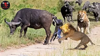 Mother Buffalo Gives Birth To Baby But Killed By Lions - The Harsh Life Of Wild Animals