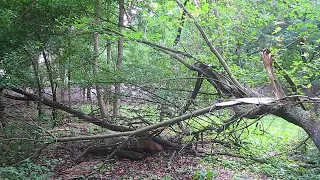 ЗСЛ Батыр по барсуку 9,5 мес. вл. Беловой Д.В.