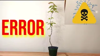 🤬 Evita cometer estos ERRORES en tus PLANTONES de ACER PALMATUM - BONSAI