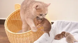 Mother cat brings all the kittens into her favorite basket and nurses them