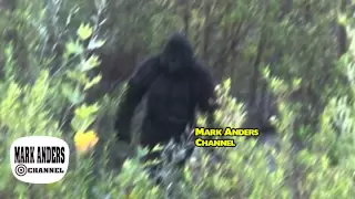 BIGFOOT Amazing Footage