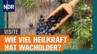 Wacholder: Welche Wirkungen hat die Heilpflanze? | Visite | NDR