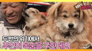 [TV 동물농장 레전드] ‘주인의 목숨을 두 번 구한 개’ 풀버전 다시보기 I TV동물농장 (Animal Farm) | SBS Story