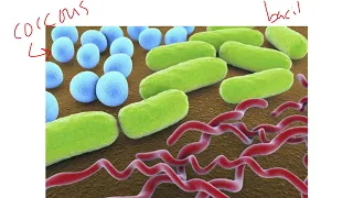 Chapter 4 Prokaryotes