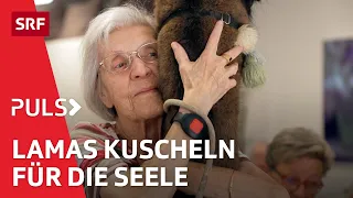 Therapie mit Tieren – Wie Esel im Gefängnis & Lamas im Altersheim heilen helfen können | Puls | SRF