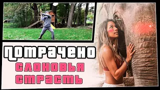 Слоновья страсть | ПОТРАЧЕНО