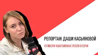 «Специальный эфир» с Дашей Гордеевой , Дарья Касьянова о гибели каштановых лесов в Сочи
