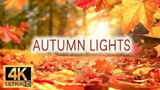 Autumn Lights [ 4K ]  composed by Yevgeniy Nikitenko