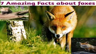 7 amazing facts about foxes you should know