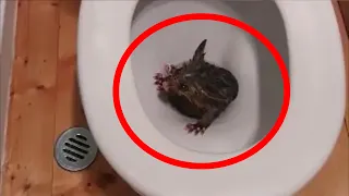 Opening the toilet lid, the man had no idea who was waiting for him there!