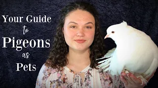 Your Guide to Pigeons as Pets