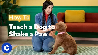 How To Teach A Dog To Shake A Paw | Chewtorials