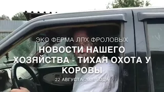 Новости ЛПХ Фроловых - 22 августа 2018 года (корова не приходит в охоту, индоутки и кролики)